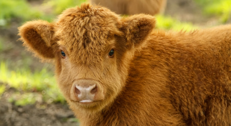 Tour to Inverness, Loch Ness and Urquhart Castle
