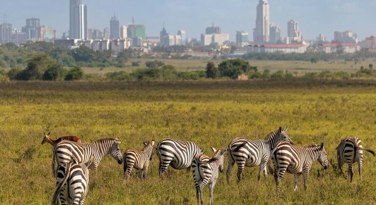 La fauna selvatica in città: Tour del Parco Nazionale di Nairobi