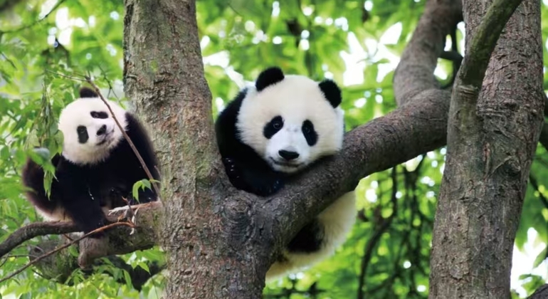 Entrada a la Base Panda de Chengdu + Visita guiada