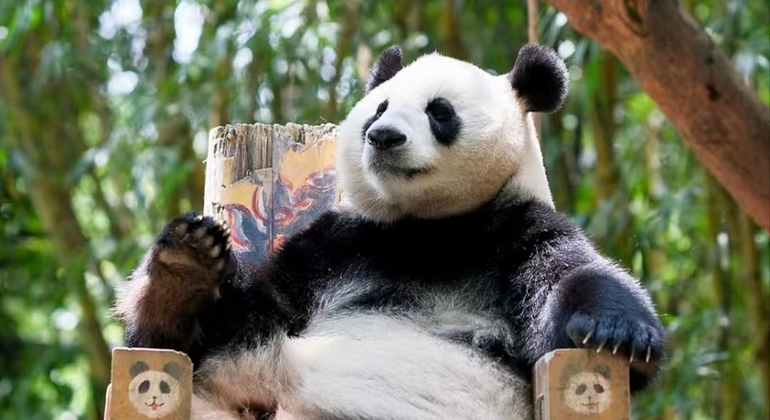 Entrada a la Base Panda de Chengdu + Visita guiada