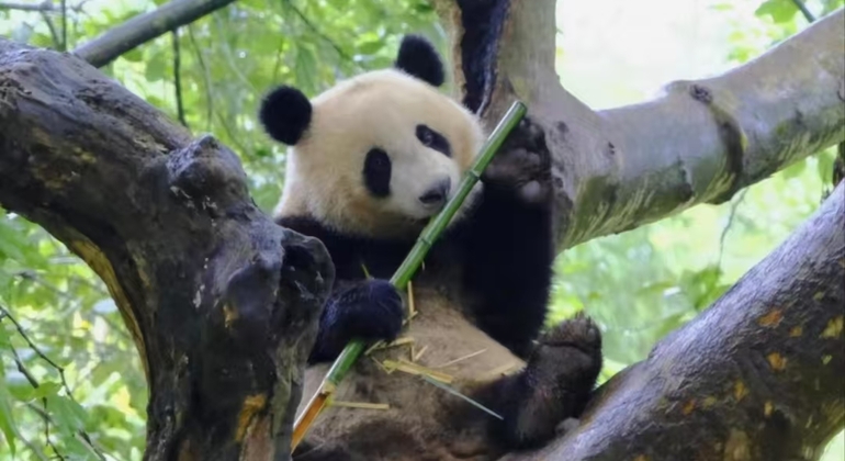 Entrada a la Base Panda de Chengdu + Visita guiada