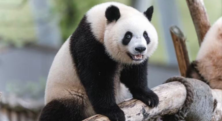 Entrada a la Base Panda de Chengdu + Visita guiada