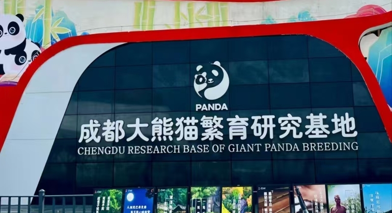 Entrada a la Base Panda de Chengdu + Visita guiada