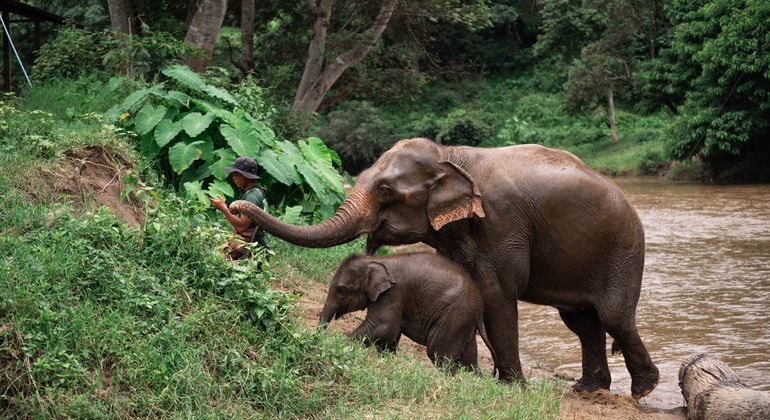 „Walking with Giants Elephant“ – Sonderangebot zur Markteinführung