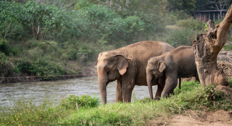 „Walking with Giants Elephant“ – Sonderangebot zur Markteinführung
