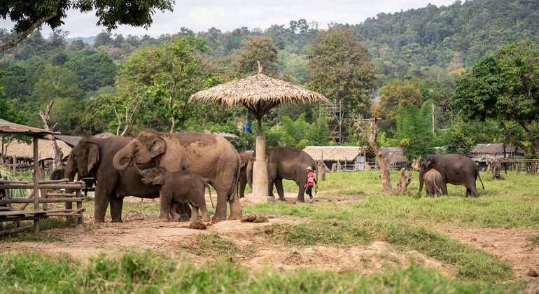 „Walking with Giants Elephant“ – Sonderangebot zur Markteinführung