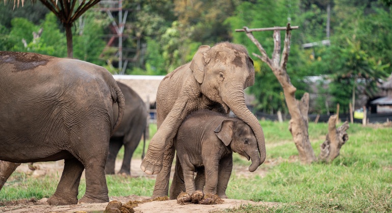 „Walking with Giants Elephant“ – Sonderangebot zur Markteinführung