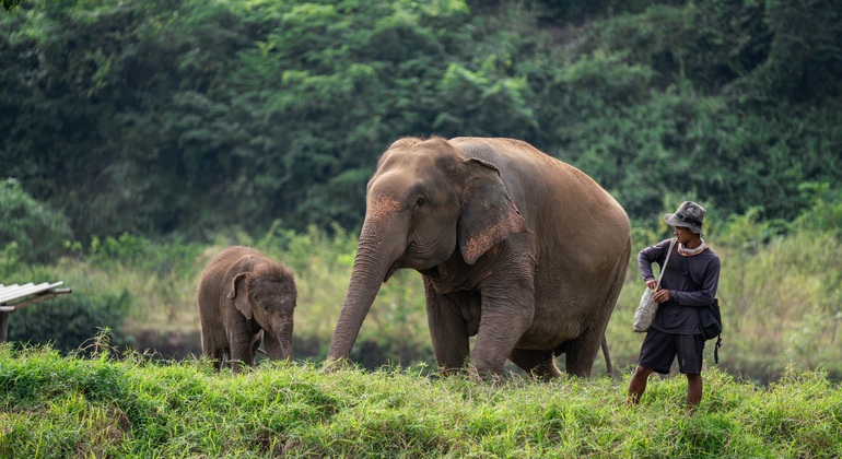 „Walking with Giants Elephant“ – Sonderangebot zur Markteinführung