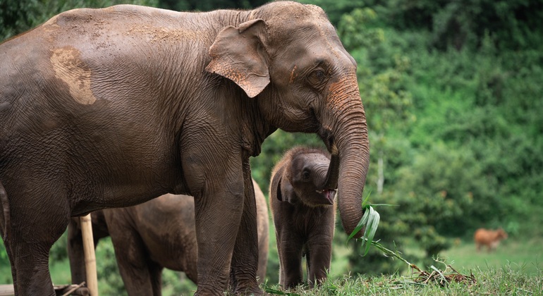 „Walking with Giants Elephant“ – Sonderangebot zur Markteinführung