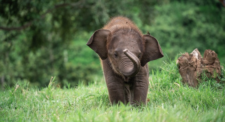 „Walking with Giants Elephant“ – Sonderangebot zur Markteinführung