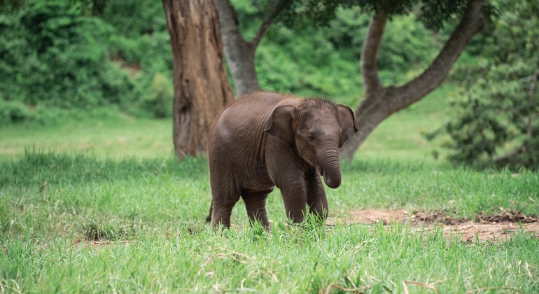„Walking with Giants Elephant“ – Sonderangebot zur Markteinführung