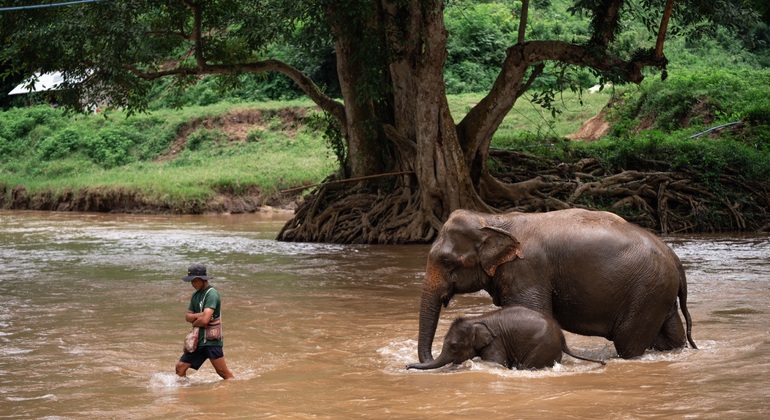 „Walking with Giants Elephant“ – Sonderangebot zur Markteinführung
