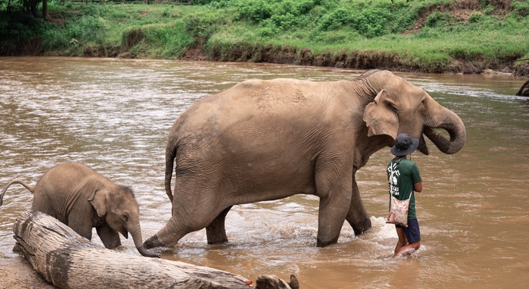 „Walking with Giants Elephant“ – Sonderangebot zur Markteinführung