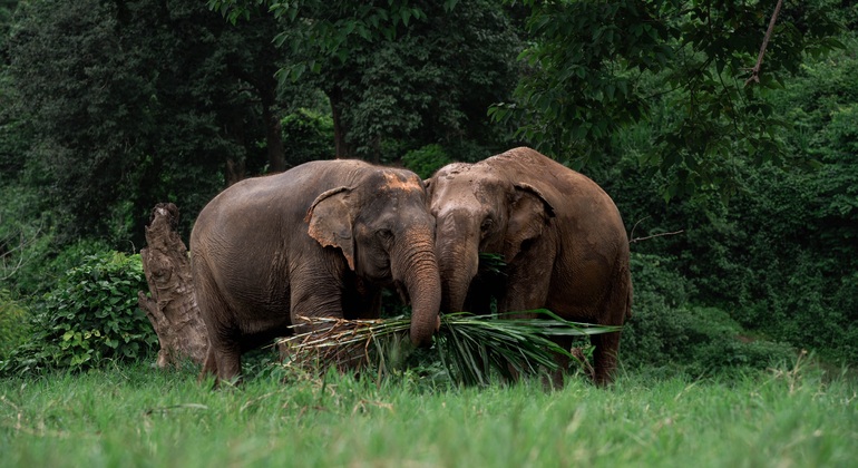 „Walking with Giants Elephant“ – Sonderangebot zur Markteinführung