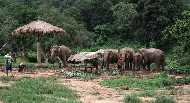 „Walking with Giants Elephant“ – Sonderangebot zur Markteinführung