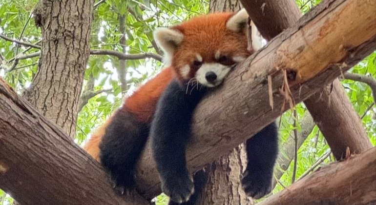 Excursión de un día al Valle del Panda de Chengdu y al sistema de riego DuJiangYan