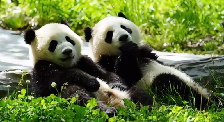Excursión de un día al Valle del Panda de Chengdu y al sistema de riego DuJiangYan