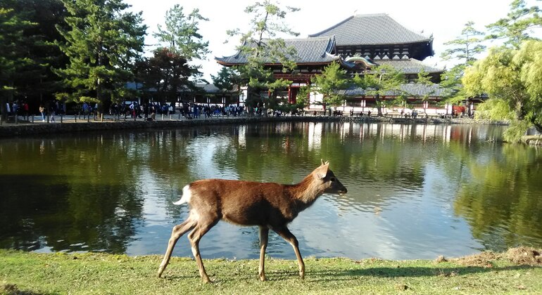 Rutas Místicas por los Templos de Nara
