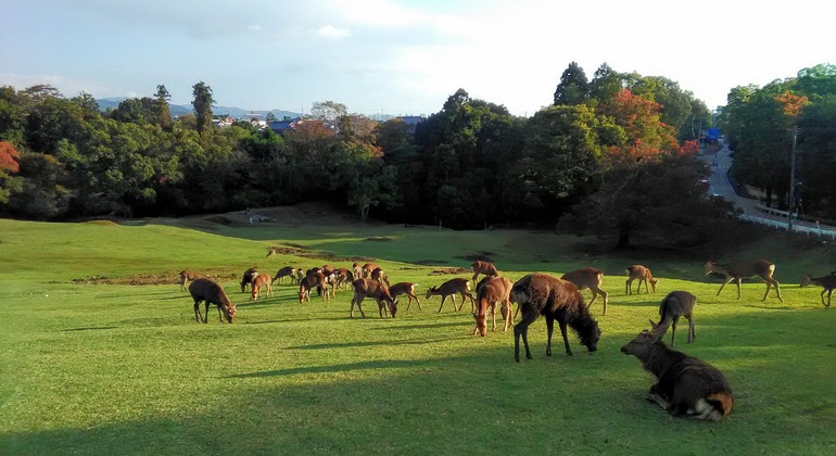 Rutas Místicas por los Templos de Nara