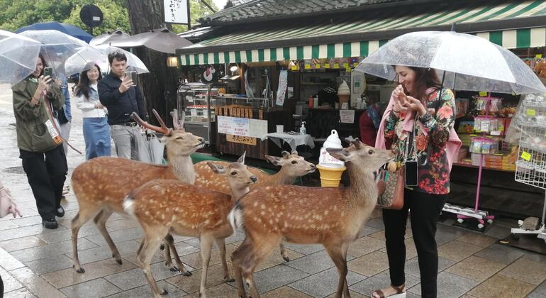 Rutas Místicas por los Templos de Nara