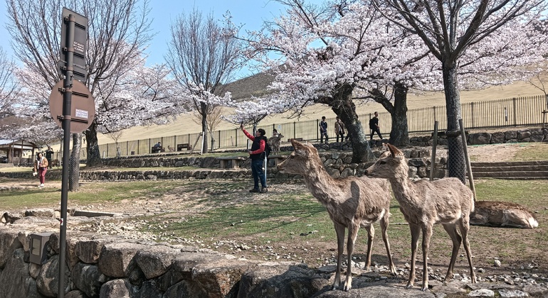 Rutas Místicas por los Templos de Nara