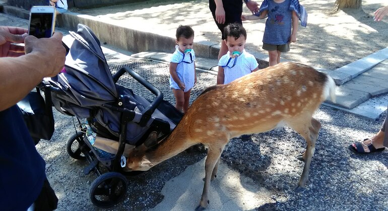 Rutas Místicas por los Templos de Nara