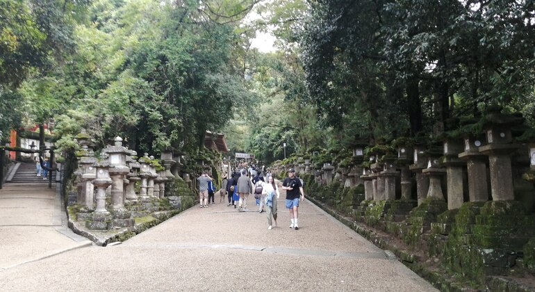 Rutas Místicas por los Templos de Nara