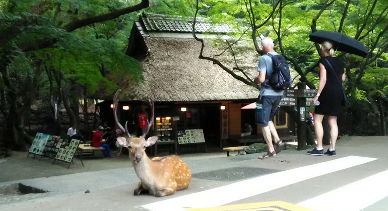 Rutas Místicas por los Templos de Nara