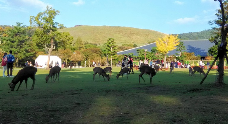 Rutas Místicas por los Templos de Nara