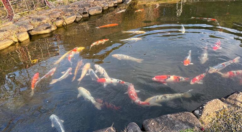 Explora la Ciudad de Hiroshima Tour