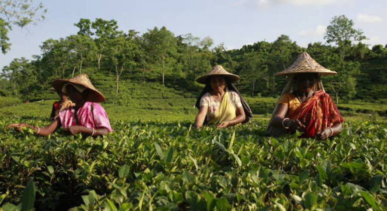 Aventura en Sreemangal: Jardines de té, selvas tropicales y cultura tribal