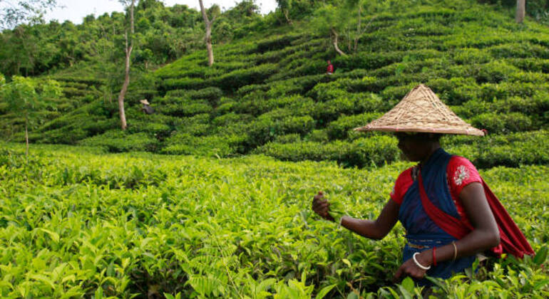 Aventura en Sreemangal: Jardines de té, selvas tropicales y cultura tribal