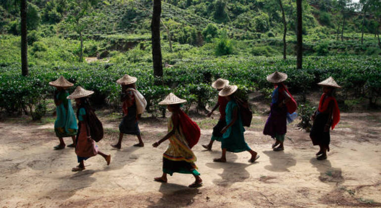 Aventura en Sreemangal: Jardines de té, selvas tropicales y cultura tribal