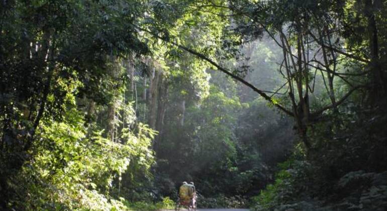 Aventura en Sreemangal: Jardines de té, selvas tropicales y cultura tribal