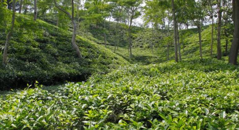 Aventura en Sreemangal: Jardines de té, selvas tropicales y cultura tribal