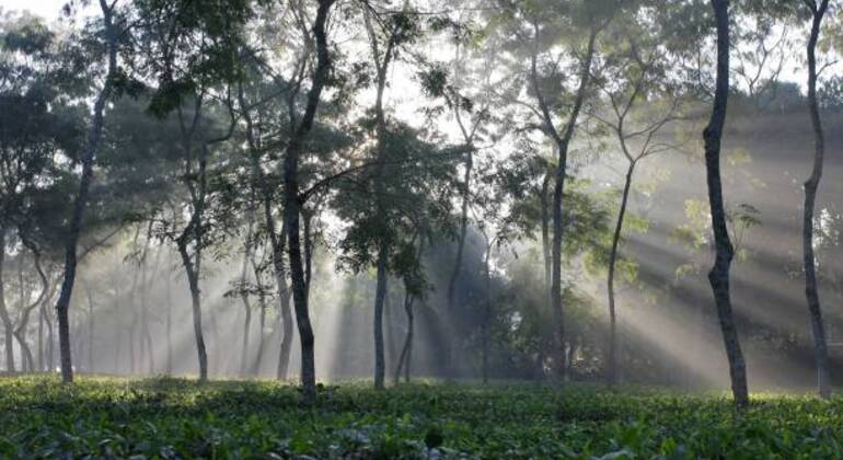 Aventura en Sreemangal: Jardines de té, selvas tropicales y cultura tribal