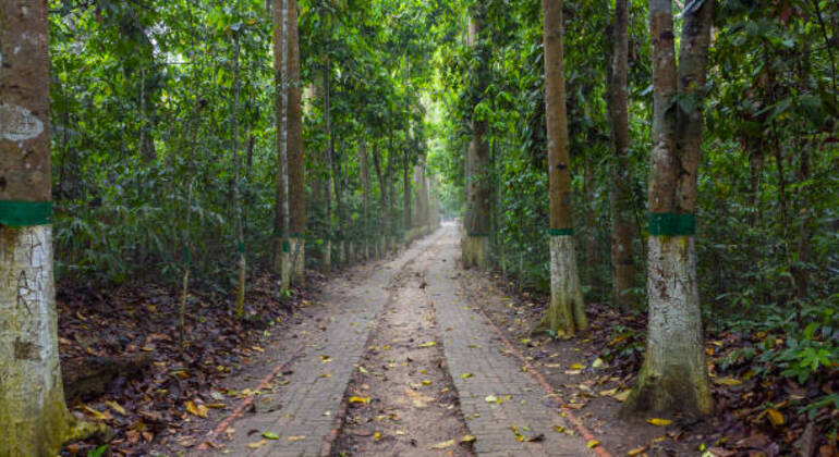 Aventura en Sreemangal: Jardines de té, selvas tropicales y cultura tribal