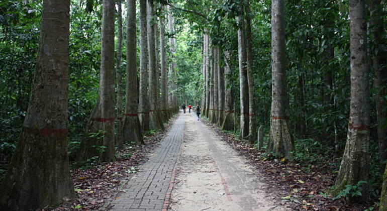 Aventura en Sreemangal: Jardines de té, selvas tropicales y cultura tribal