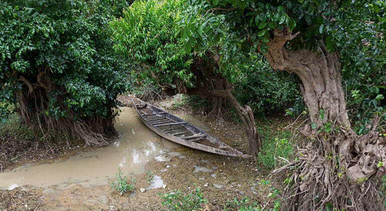 Aventura en Sreemangal: Jardines de té, selvas tropicales y cultura tribal