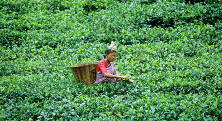 Aventura en Sreemangal: Jardines de té, selvas tropicales y cultura tribal