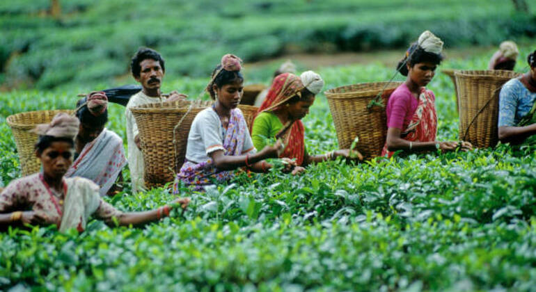 Aventura en Sreemangal: Jardines de té, selvas tropicales y cultura tribal