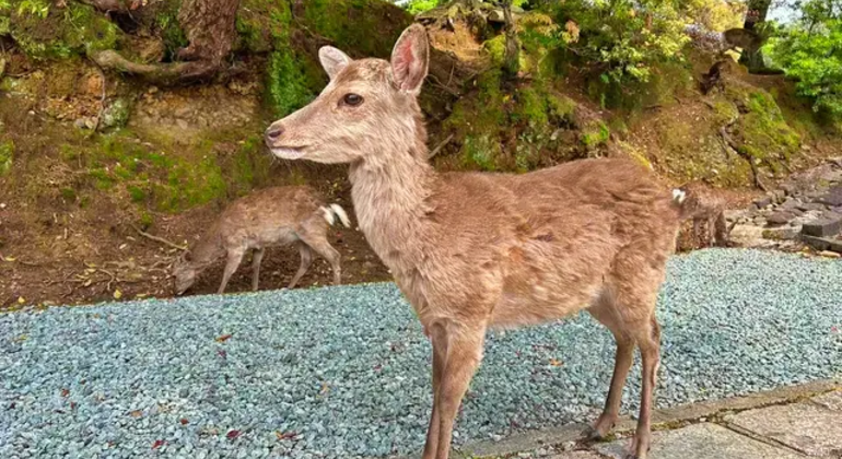 Nara: Excursión privada de un día desde Osaka / Kioto con recogida en el hotel