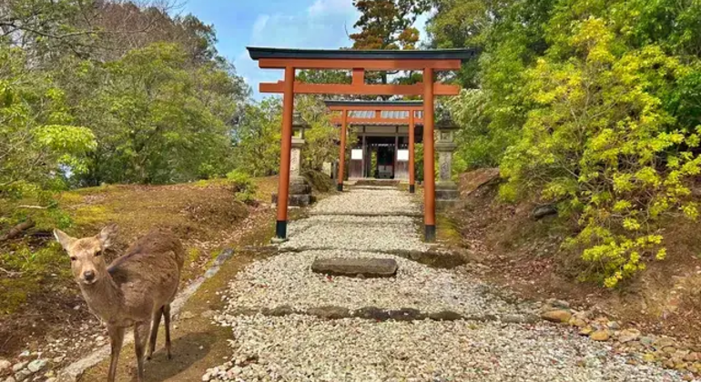 Nara: Excursión privada de un día desde Osaka / Kioto con recogida en el hotel