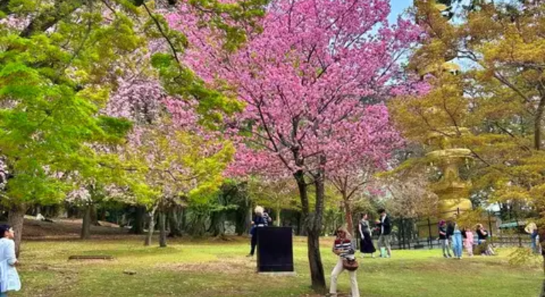 Nara: Excursión privada de un día desde Osaka / Kioto con recogida en el hotel