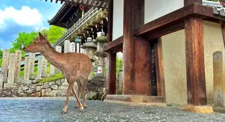 Nara: Excursión privada de un día desde Osaka / Kioto con recogida en el hotel