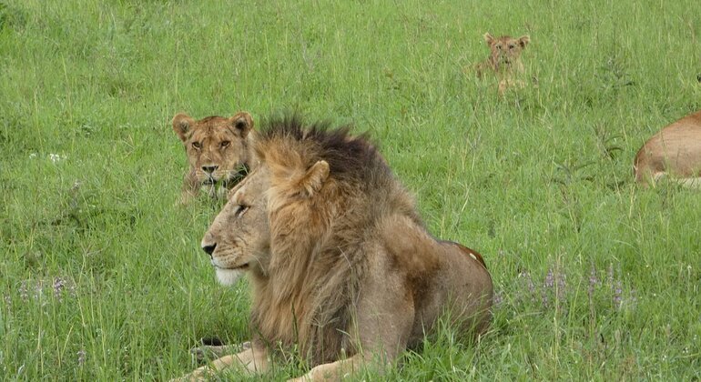 Two Day Tanzania Safari: Tarangire & Ngorongoro Crater From Karatu