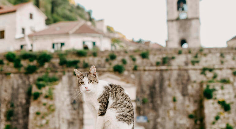 Audio Self-Guide App: Kotor City Tour
