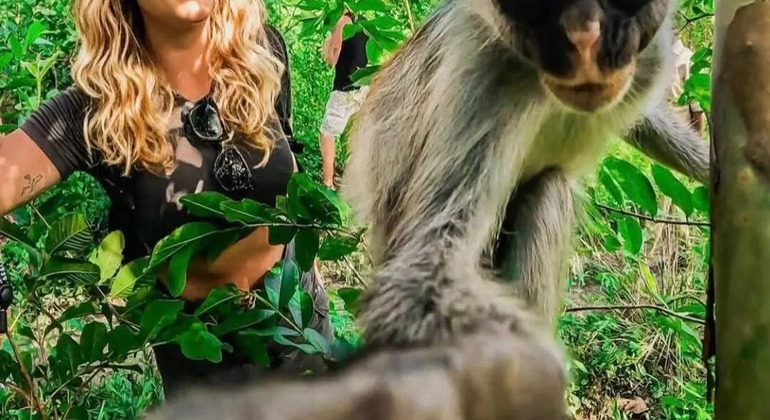 Ganztägige Tour zum Jozani-Wald, zur Salaam-Höhle und zum Kendwa-Strand mit Mittagessen