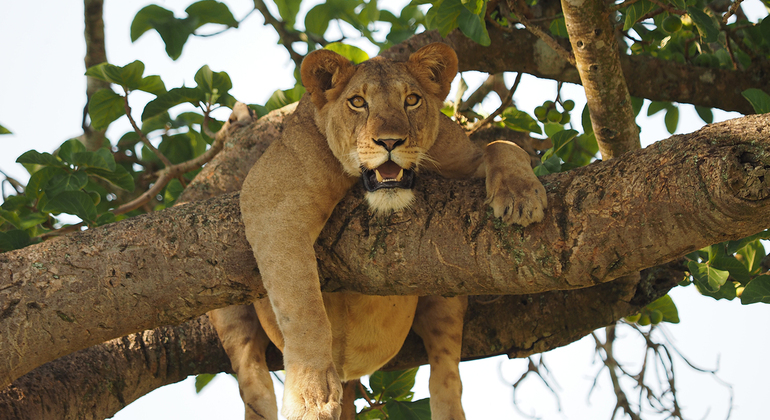 Luxus-Safari zu den „Big Five“ in Uganda
