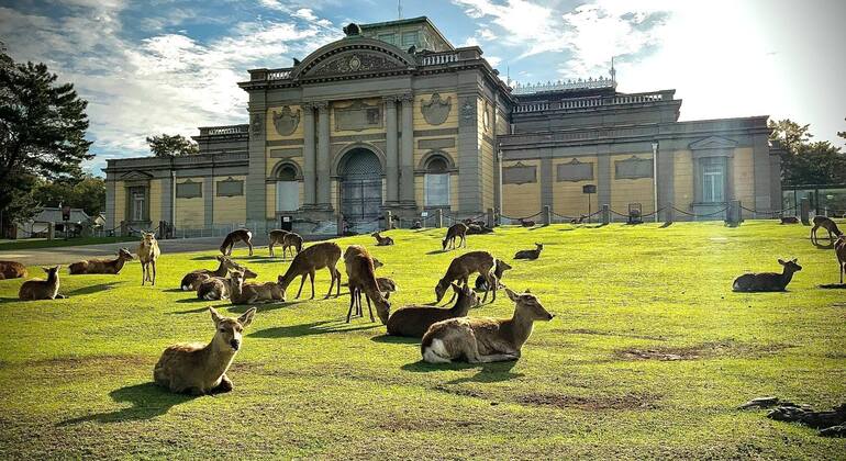 La mejor visita guiada gratuita por Nara: descúbrelo todo en un solo día